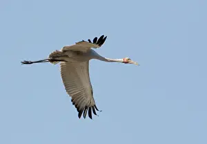 Rubicunda: Brolga in flight