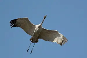 Rubicunda: Brolga in flight