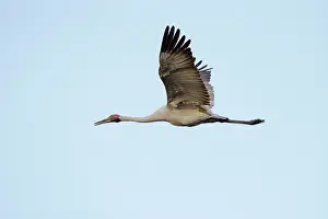 Official: Brolga - in flight - official bird emblem of the
