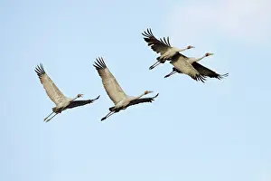 Official: Brolga - flock in flight - official bird emblem