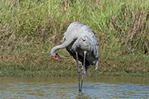 Rubicunda: Brolga preening