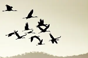 Official: Brolga - silhouette of flock in flight - official
