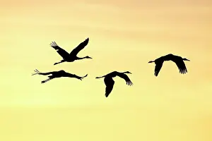 Official: Brolga - silhouette of flock in flight - official
