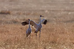 Official: Brolga - with wings spread open - official bird