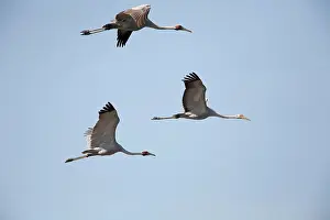 Rubicunda: Brolgas in flight