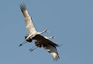 Rubicunda: Brolgas in flight