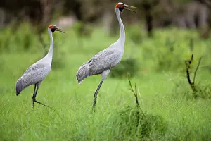 Rubicunda: Brolgas - this male was stretched up tall emphasising