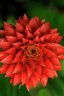 Bromeliaceae: Bromeliaceae, flower, Cueva de los Guacharos National