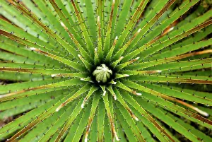 Bromeliads: Bromeliad