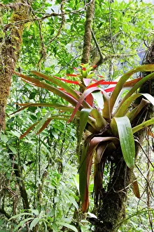 Bromeliads: Bromeliad