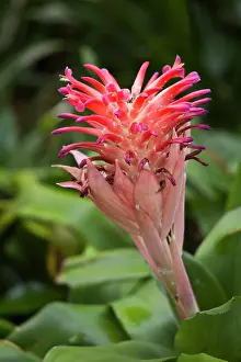 Pyramidalis: Bromeliad