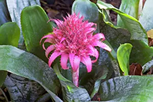 Fasciata: Bromeliad