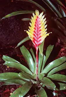 Kenneth Hoyle: BROMELIAD
