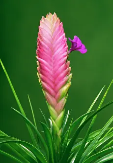 Tillandsia: BROMELIAD - close-up of flower
