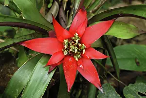 Bromeliads: Bromeliad Flower