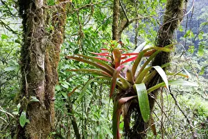 Bromeliads: Bromeliad with hummingbird