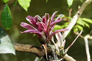 Bromeliads: Bromeliad - in park