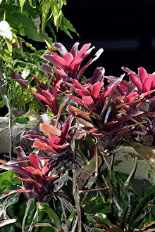 Bromeliads: Bromeliad - in park
