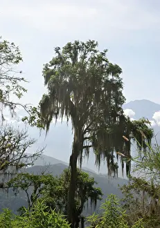 Usneoides: Bromeliad - Spanish Moss / Vegetable Horsehair on tree