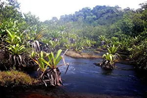 Bromeliads: bromeliad species - growing in water