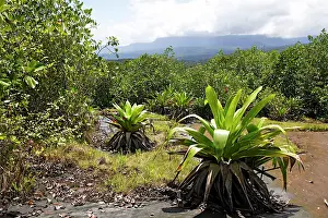 Bromeliads: Bromeliad species. Venezuela