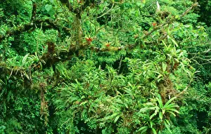 Bromeliads: BROMELIADS - Flowering high in the forest canopy