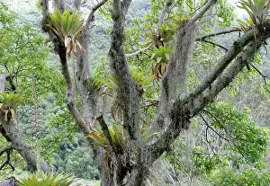 Tillandsia: Bromeliads - Tillandsia fendleri and osneides (looks
