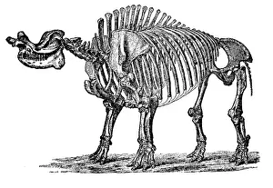 Robustus: Brontops, Cenozoic Mammal