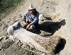 Sizes: BRONTOSAUR - femur fossil