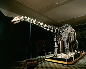 Brontosaurus: BRONTOSAURUS - Jurassic