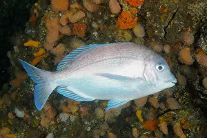 Kwazulu: Bronze bream, sea bream (Pachymetopon grande), Aliwal