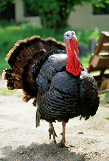 Hans D Dossenbach: Bronze Coloured Domestic Turkey