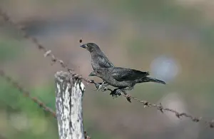 Aeneus: Bronze Cowbirds