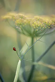 Recycling: Bronze fennel, Foeniculum vulgare Purpureum, mustard yello