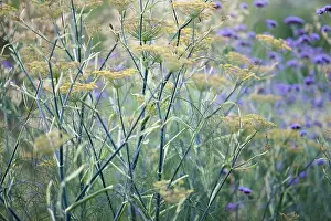 Flavoring: Bronze fennel, Foeniculum vulgare Purpureum, mustard yello