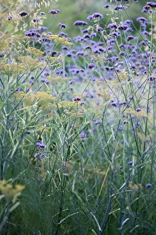 Flavoring: Bronze fennel, Foeniculum vulgare Purpureum, mustard yello