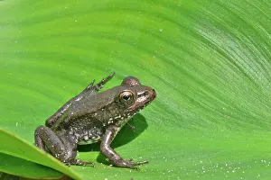 Clamitans: Bronze Frog