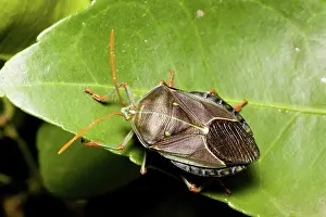 Stink: Bronze orange stink bug