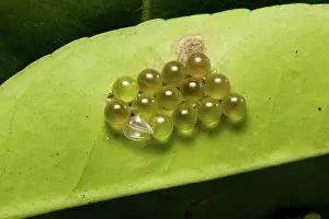 Stink: Bronze orange stink bug eggs