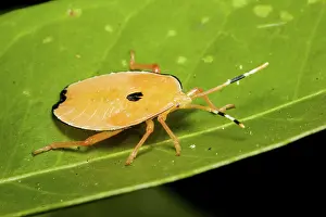 Stink: Bronze orange stink bug instar