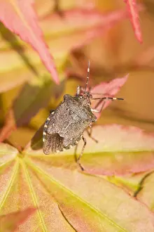300119: Bronze Shieldbug on Acer leaves - Norfolk UK