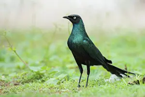 Bronze: Bronze-tailed Glossy Starling