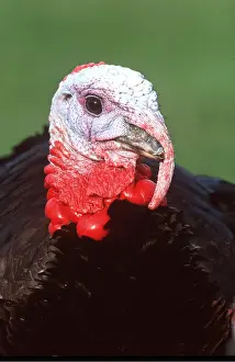 Neck: BRONZE TURKEY close-up of head