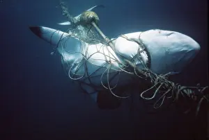 Trapped: Bronze whaler shark - caught in mesh nets