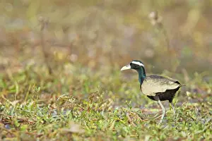 Jacanas: Bronze-Winged Jacana