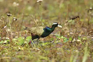 Jacana: Bronze-Winged Jacana