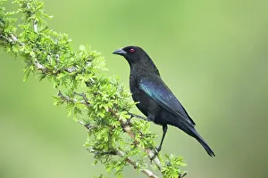 Aeneus: Bronzed Cowbird