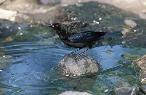 Aeneus: Bronzed Cowbird