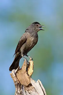 Aeneus: Bronzed Cowbird