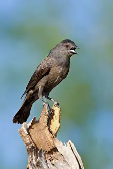 Aeneus: Bronzed Cowbird